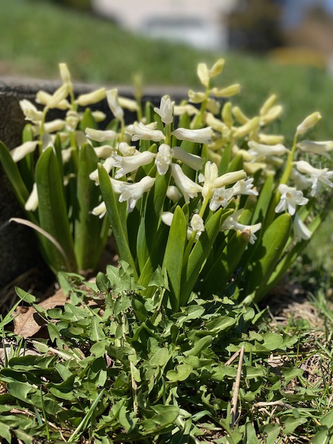 Blooming for Spring Break: Nanuet Students and Staff Look Forward a Week Off