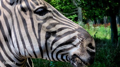 Student Survey: Zoos or Aquariums?
