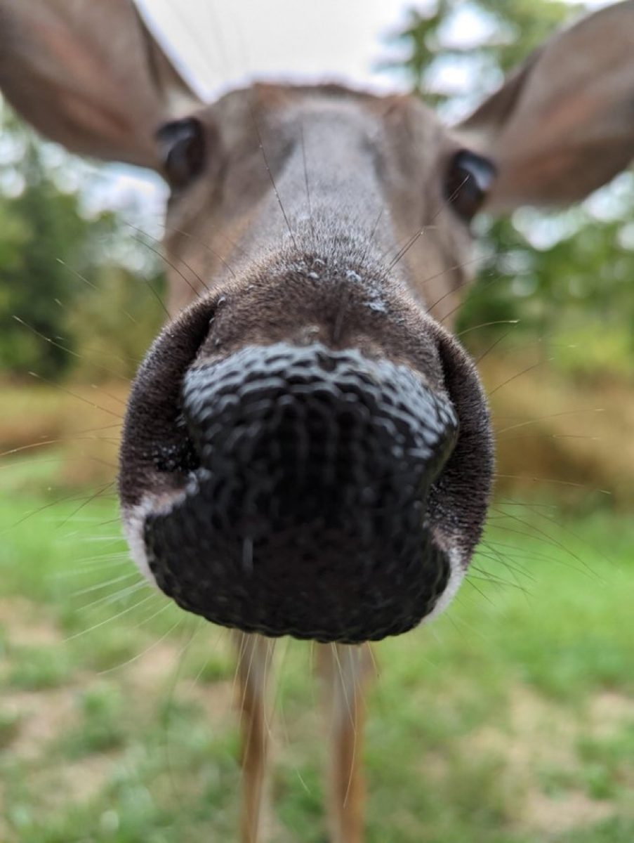 An+adorable+deer+approaches+the+camera+with+curiosity.+