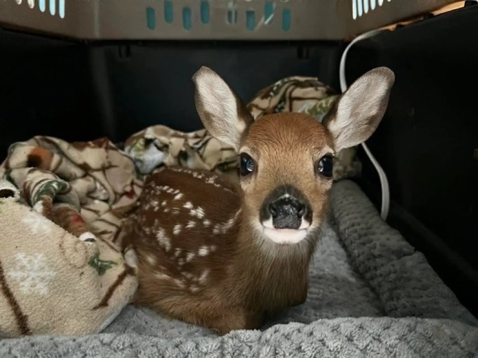 While some argue that deer would make perfect pets, Junior Bridget Cording argues about the insanity of that prospect. 